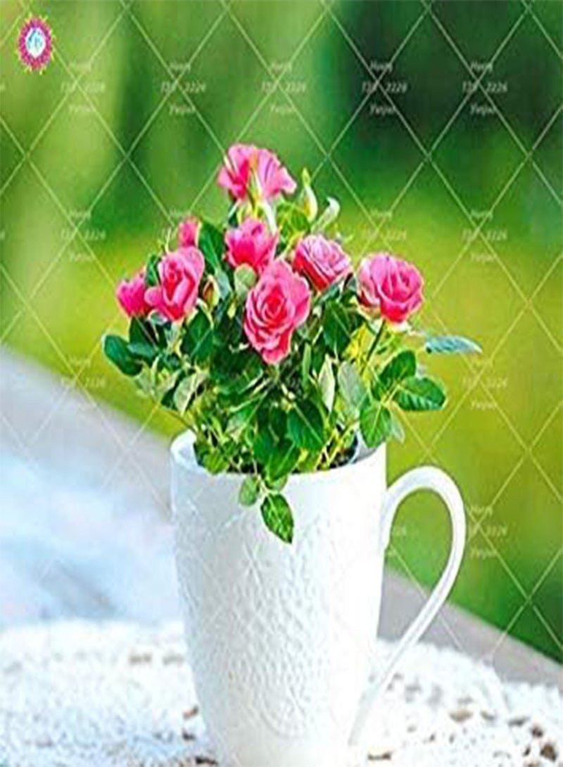 GGOOT 100 PCS Mini Rose Bonsai Miniature Rose Seeds Home Garden Bright Beautiful Potted Flowers Seeds Perennial Balcony Bonsai Plant 5 - Image 2