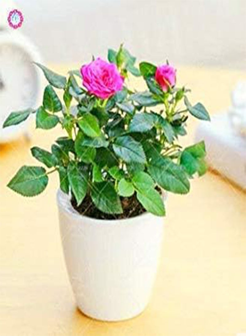 GGOOT 100 PCS Mini Rose Bonsai Miniature Rose Seeds Home Garden Bright Beautiful Potted Flowers Seeds Perennial Balcony Bonsai Plant 5 - Image 4