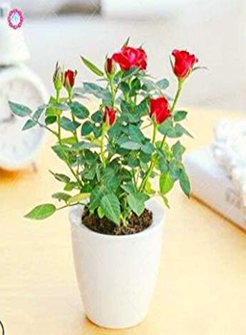 GGOOT 100 PCS Mini Rose Bonsai Miniature Rose Seeds Home Garden Bright Beautiful Potted Flowers Seeds Perennial Balcony Bonsai Plant 5 - Image 3