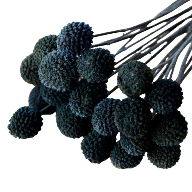 MLSG 20Pcs Natural Dried Flowers Black Billy Balls Flowers 16 Dried Flower Bouquet Flowers Arrangements Bouquet for Boho Vases for Decor Wedding Home Party Black