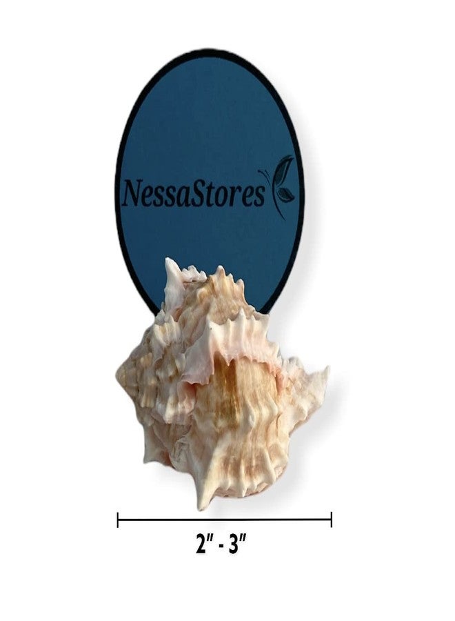 NessaStores - صدفة سرطان البحر الناسك الوردي من نوع Murex Phyllonotus erythrostomu، مقاس 2-3 بوصة #JC-039 (6 قطع) - Image 3
