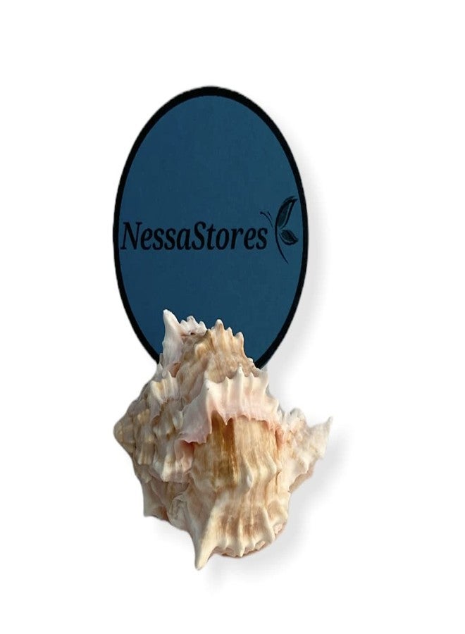 NessaStores - صدفة سرطان البحر الناسك الوردي من نوع Murex Phyllonotus erythrostomu، مقاس 2-3 بوصة #JC-039 (6 قطع) - Image 1