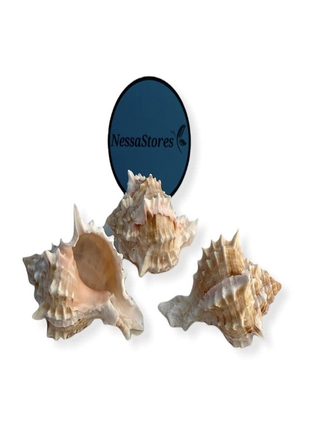 NessaStores - صدفة سرطان البحر الناسك الوردي من نوع Murex Phyllonotus erythrostomu، مقاس 2-3 بوصة #JC-039 (6 قطع) - Image 2