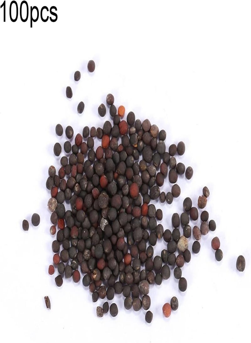 جي جوت 100 قطعة من بذور الخضروات المنزلية، براعم بروكسل، الكرنب، براسيكا أوليراسيا، للزراعة في الحديقة أو الفناء أو الهواء الطلق، مقاس واحد - Image 3