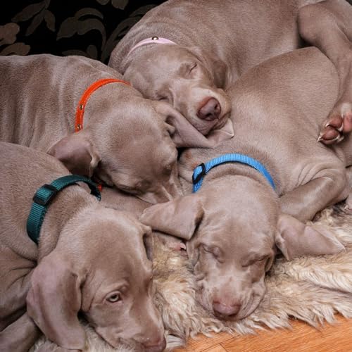 Okuna Outpost Puppy Collars - Quick-Release Buckle - Color-Coded Adjustable Puppy ID Collar - 6.5-10 in, Multicolor, Pack of 16 - Image 3
