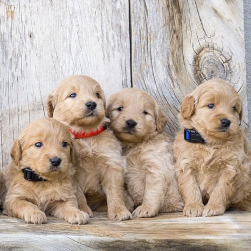 Okuna Outpost Puppy Collars - Quick-Release Buckle - Color-Coded Adjustable Puppy ID Collar - 6.5-10 in, Multicolor, Pack of 16 - Image 4