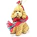 Conversation Concepts Poodle Tiny Miniature One Christmas Ornament Apricot Sport Cut Delightful - Image 2