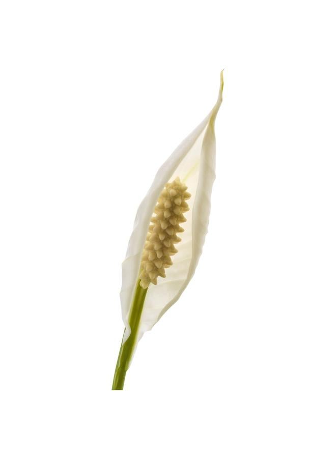 erorex Potted plant, Peace lily, 12 cm - Image 5