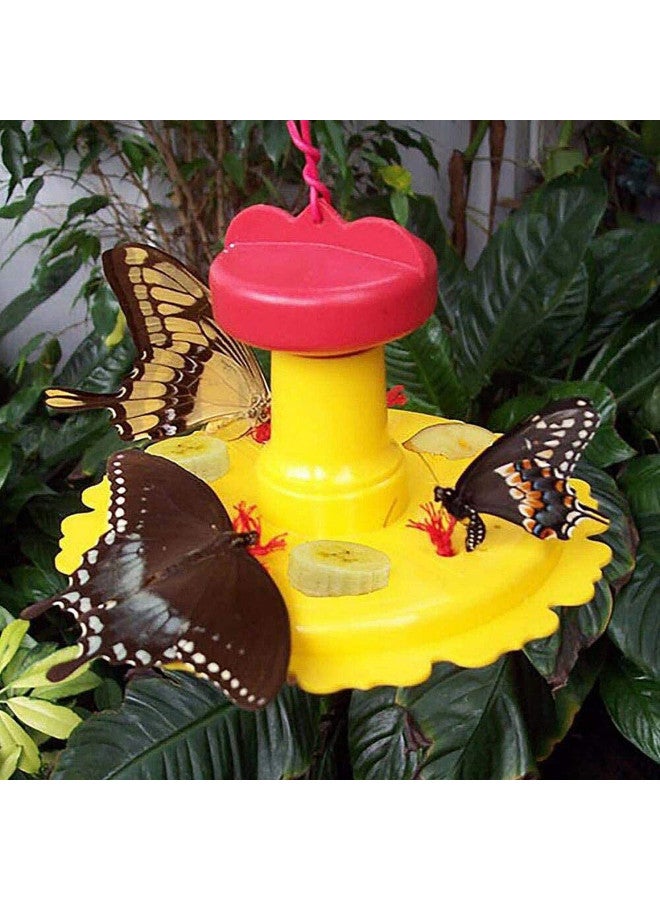 Songbird Essentials SE78215 Butterfly Feeder/Nectar Combo (Set of 1) - Image 3