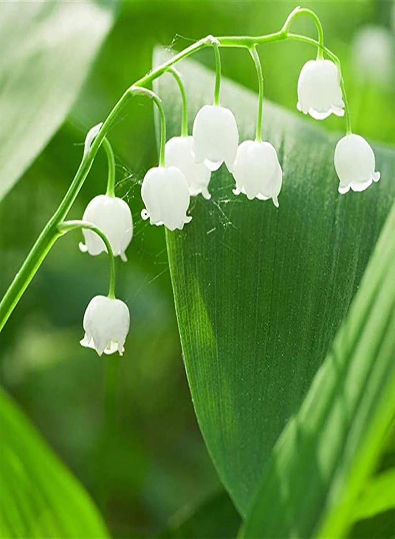 Convallaria Majalis Seeds 500Pcs/Bag Convallaria Majalis Seeds Scented Hardy Mixed Colors Li ly Constancy Flower Seeds for Home Convallaria Majalis Seeds