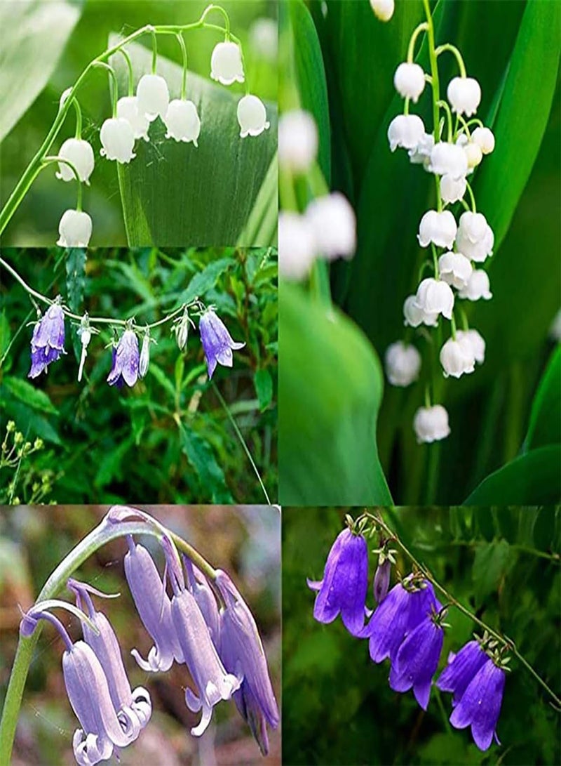 Convallaria Majalis Seeds 500Pcs/Bag Convallaria Majalis Seeds Scented Hardy Mixed Colors Li ly Constancy Flower Seeds for Home Convallaria Majalis Seeds