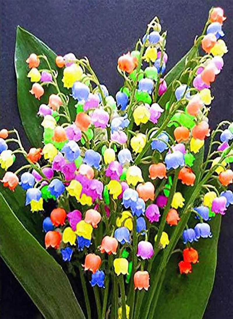 Convallaria Majalis Seeds 500Pcs/Bag Convallaria Majalis Seeds Scented Hardy Mixed Colors Li ly Constancy Flower Seeds for Home Convallaria Majalis Seeds