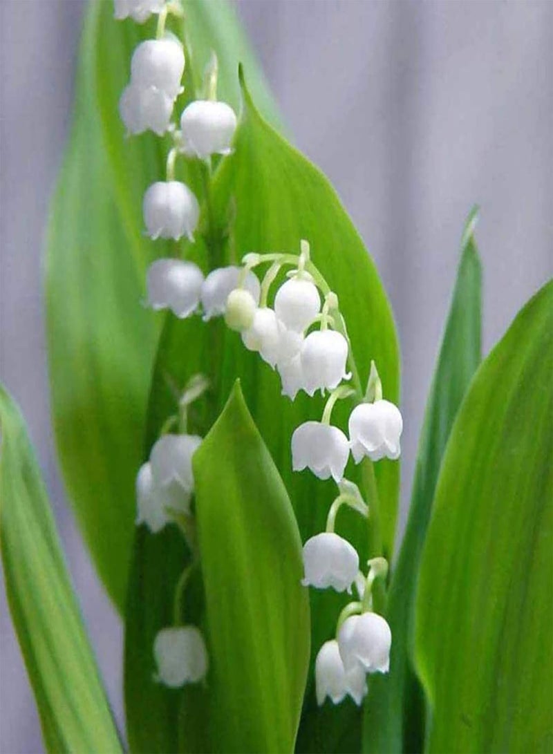 Convallaria Majalis Seeds 500Pcs/Bag Convallaria Majalis Seeds Scented Hardy Mixed Colors Li ly Constancy Flower Seeds for Home Convallaria Majalis Seeds