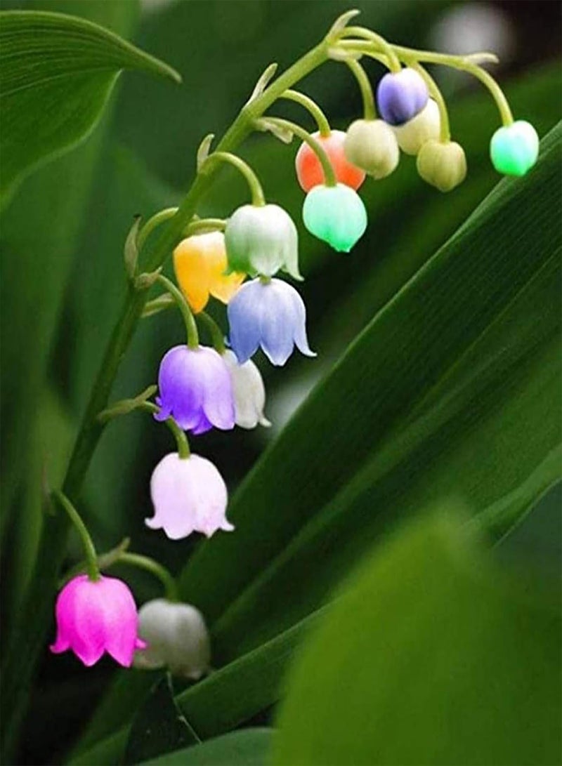 Convallaria Majalis Seeds 500Pcs/Bag Convallaria Majalis Seeds Scented Hardy Mixed Colors Li ly Constancy Flower Seeds for Home Convallaria Majalis Seeds