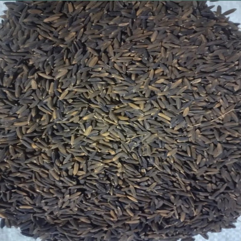 Awadh بذور الأرز كالا ناماك 5 كجم | بذور ملح أسود | بذور كالا ناماك دهن | قشرة سوداء - Image 2