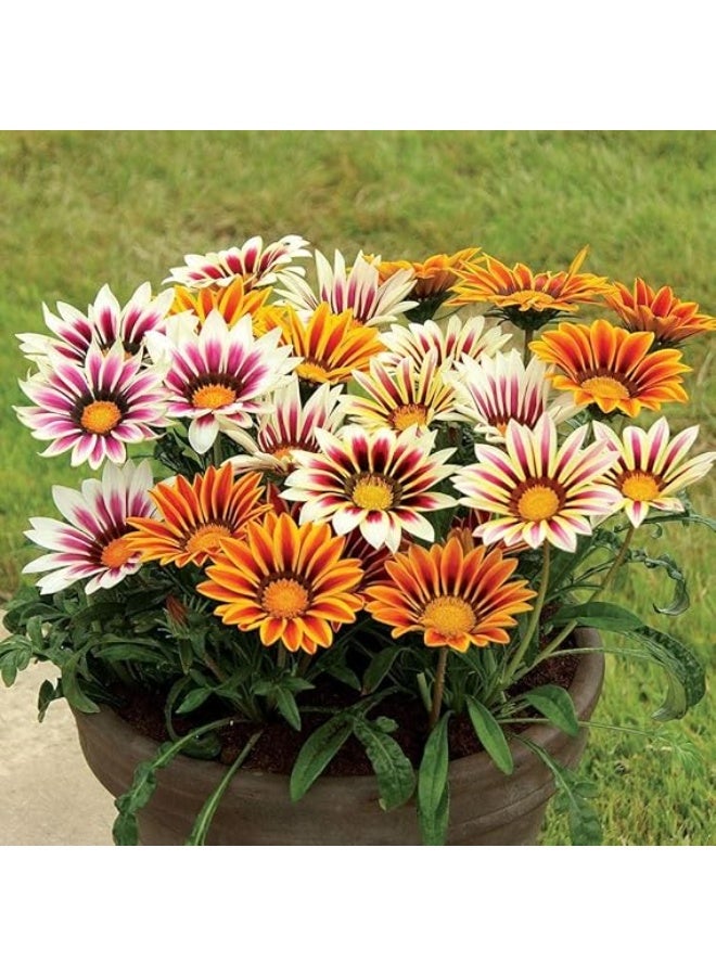 Gazania Hybrid Mixed Color Flower Seeds