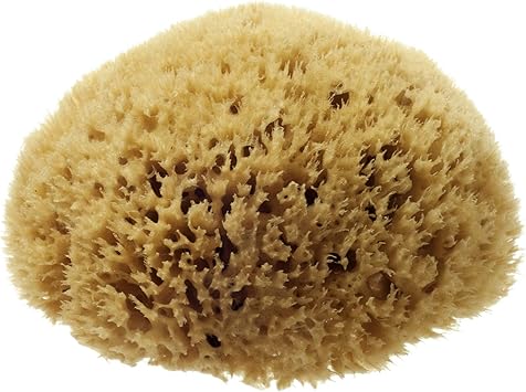Hydrea London Natural Sea Sponge 556 Premium Mediterranean Honeycomb Unbleached Natural Sponge for Bath and Shower for Adults Women Men Children and Baby - Image 1
