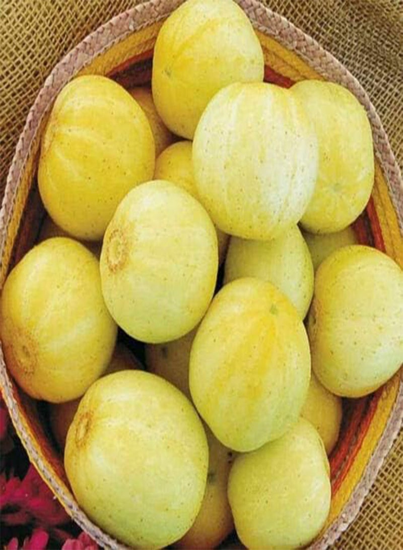 GGOOT 25 Seeds of Crystal Lemon Cucumber - Image 1