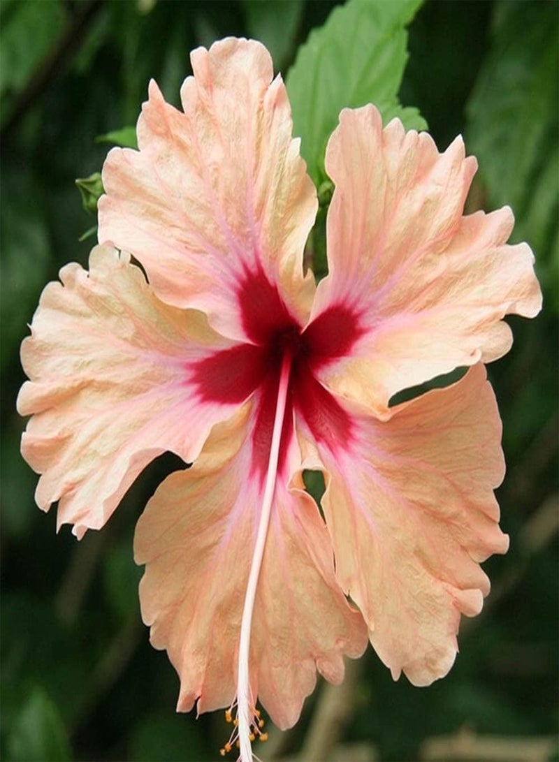GGOOT 50Pcs Mixed Hibiscus Seeds Perennial Ornamental Flower Colorful Flowers Create A Vibrant Classic Garden Loved by People - Image 3
