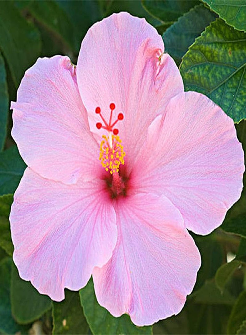GGOOT 50Pcs Mixed Hibiscus Seeds Perennial Ornamental Flower Colorful Flowers Create A Vibrant Classic Garden Loved by People - Image 5