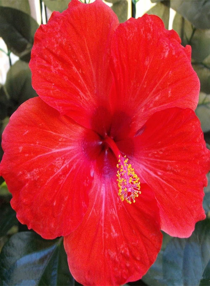 GGOOT 50Pcs Mixed Hibiscus Seeds Perennial Ornamental Flower Colorful Flowers Create A Vibrant Classic Garden Loved by People - Image 2
