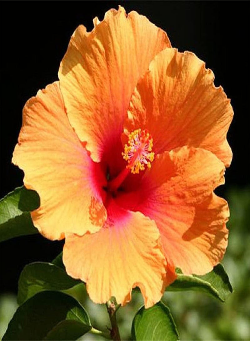 GGOOT 50Pcs Mixed Hibiscus Seeds Perennial Ornamental Flower Colorful Flowers Create A Vibrant Classic Garden Loved by People - Image 4