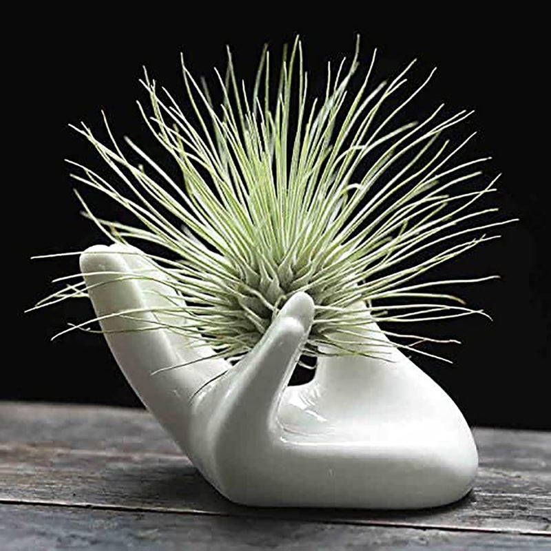 Dahey Air Plant Holder Cute Ceramic Mini Hand Shape Stand Airplants Tillandsia Small Container Pot Plant Decorative Home Decor for Desk Table ShelfWhite1 Pack