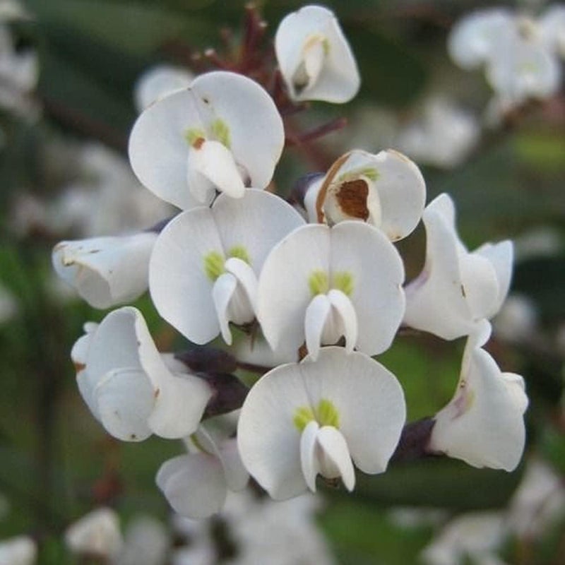 ١٠٠ بذرة من نبات البازلاء المرجانية البيضاء المتسلقة (Hardenbergia Violacea Aga Bloomer)