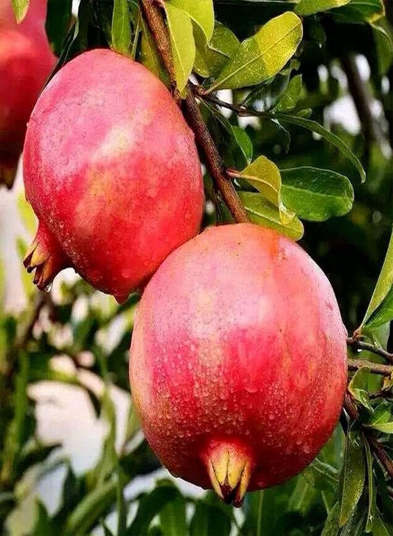 GGOOT 50Pcs Pomegranate Seeds Perennial Shrub Bright Color Red Juicy Fruit for Home Garden Planting Simple Cultivation Rapid Growth - Image 1
