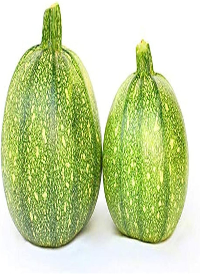 30pcs Zucchini Seeds