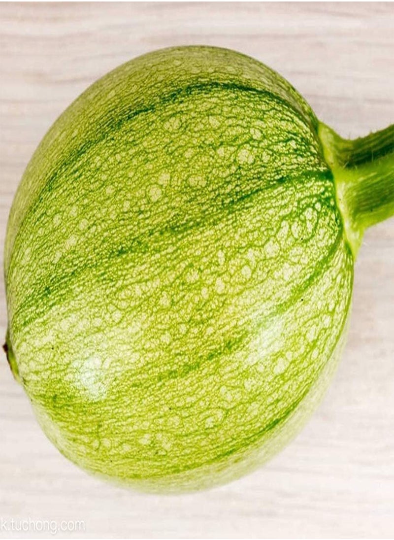 30pcs Zucchini Seeds
