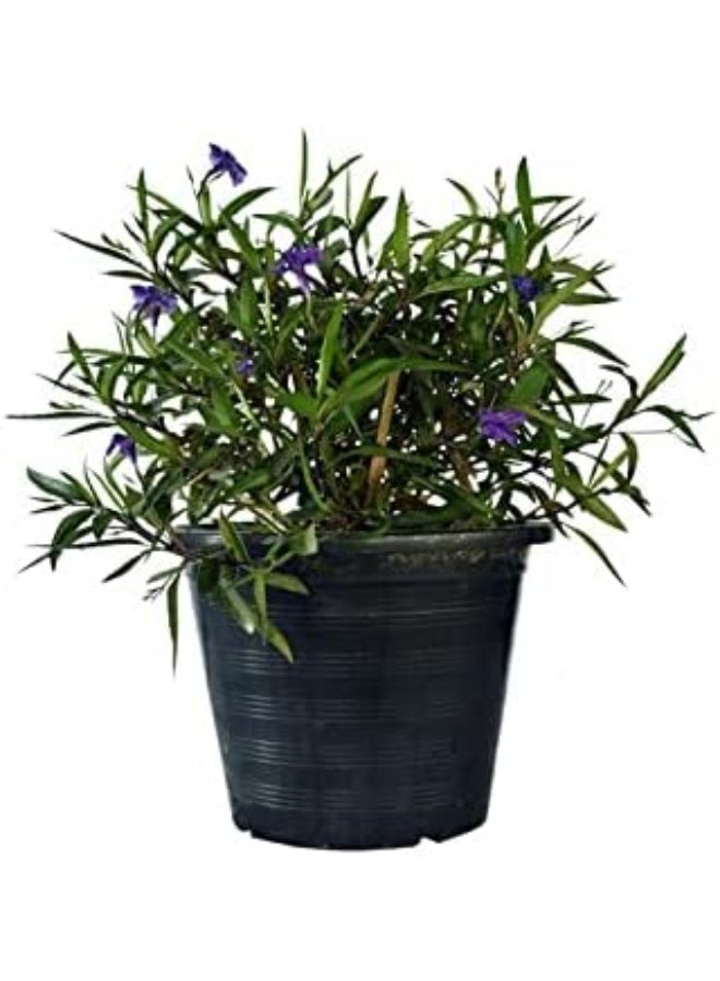 DUBAI GARDEN CENTRE نبات رويليا سيلوزا الخارجي من مركز دبي للحدائق، أخضر