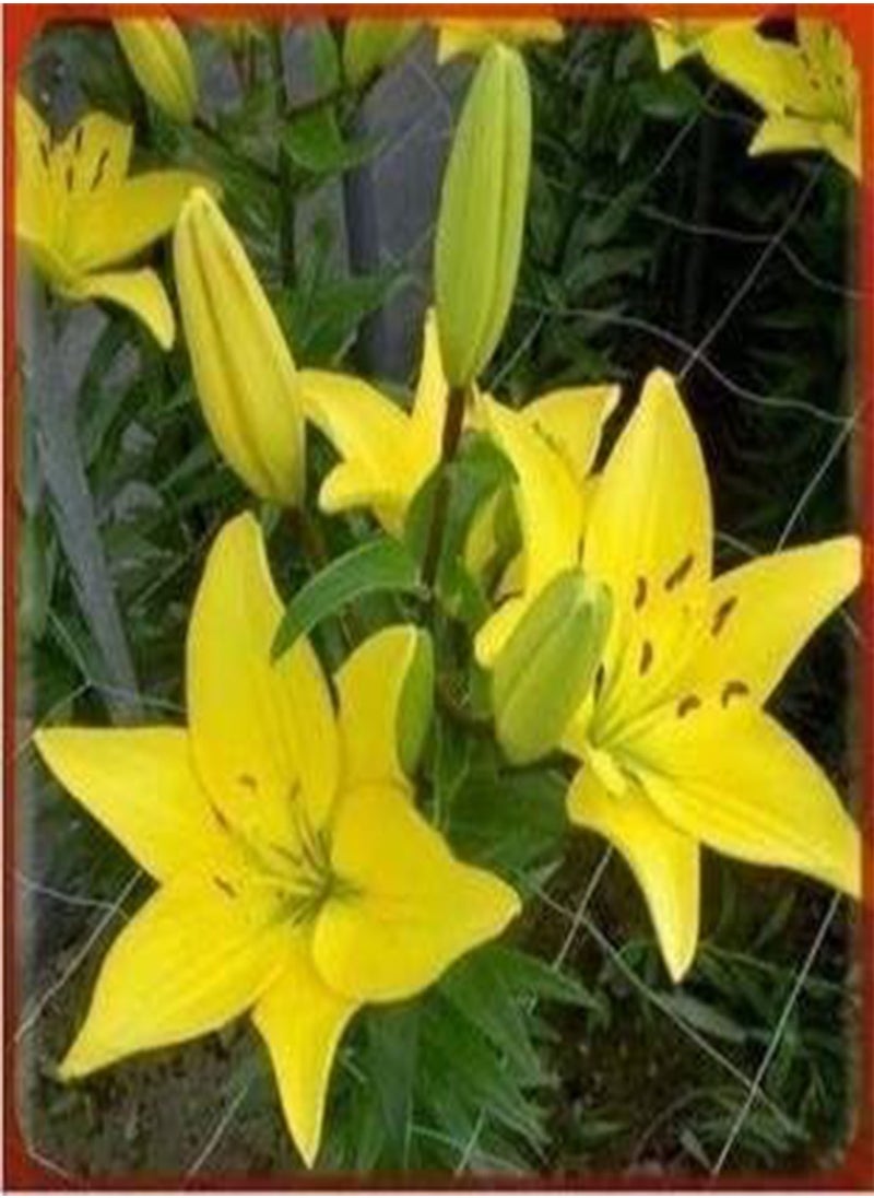 GGOOT - lilies lily Seed planted 100 pcs - (Color: 12) - Image 1