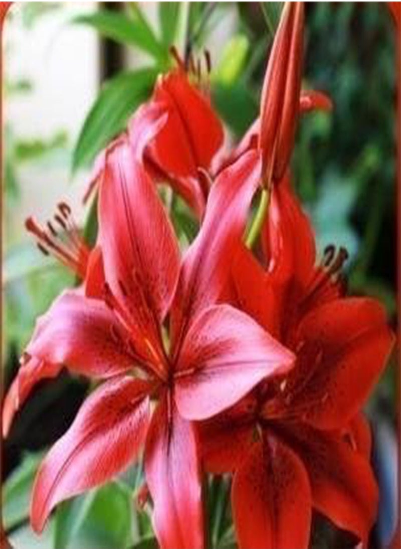 GGOOT - lilies lily Seed planted 100 pcs - (Color: 12) - Image 1