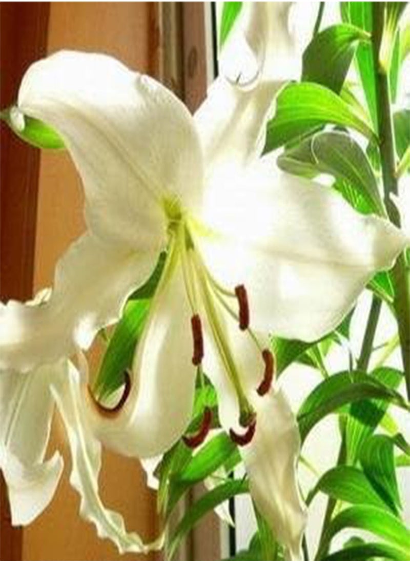 GGOOT - lilies lily Seed planted 100 pcs - (Color: 12) - Image 1