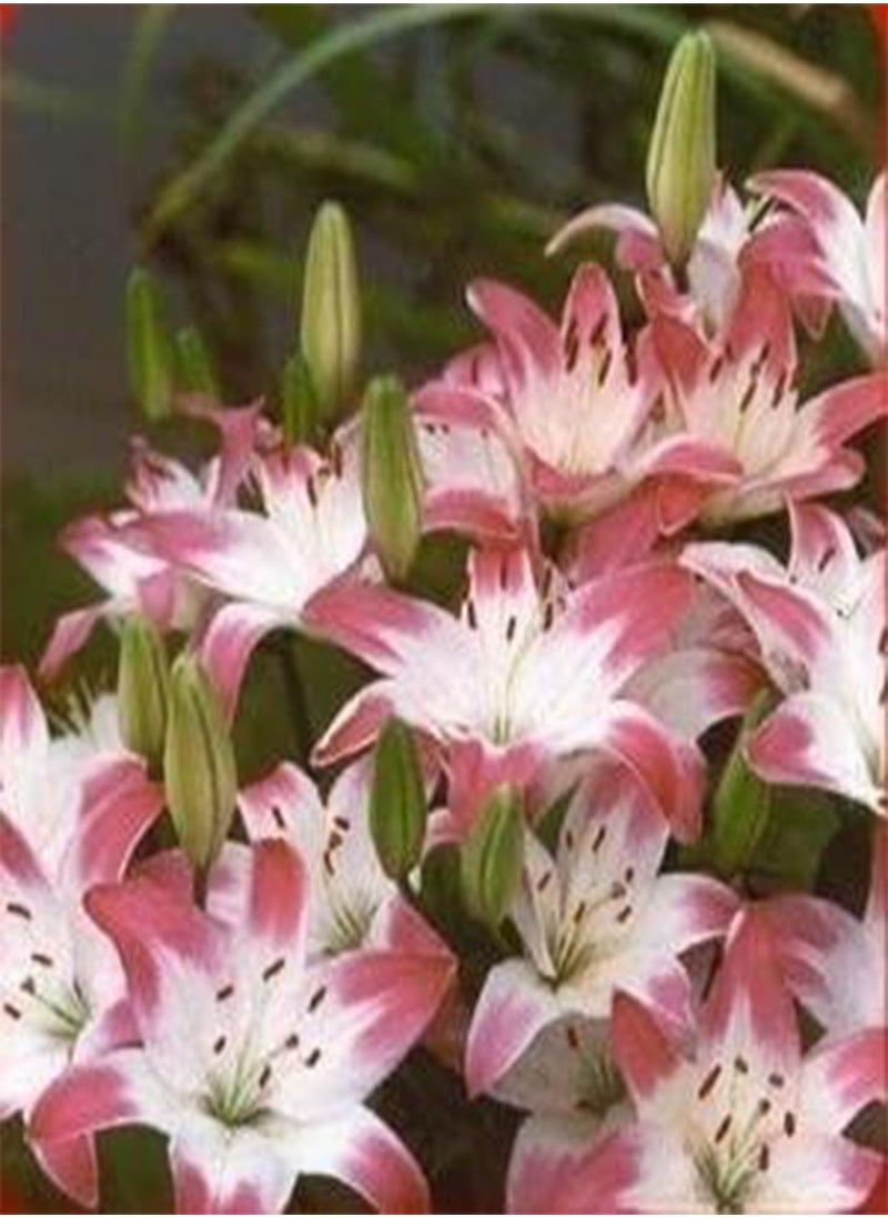 GGOOT - lilies lily Seed planted 100 pcs - (Color: 12) - Image 1