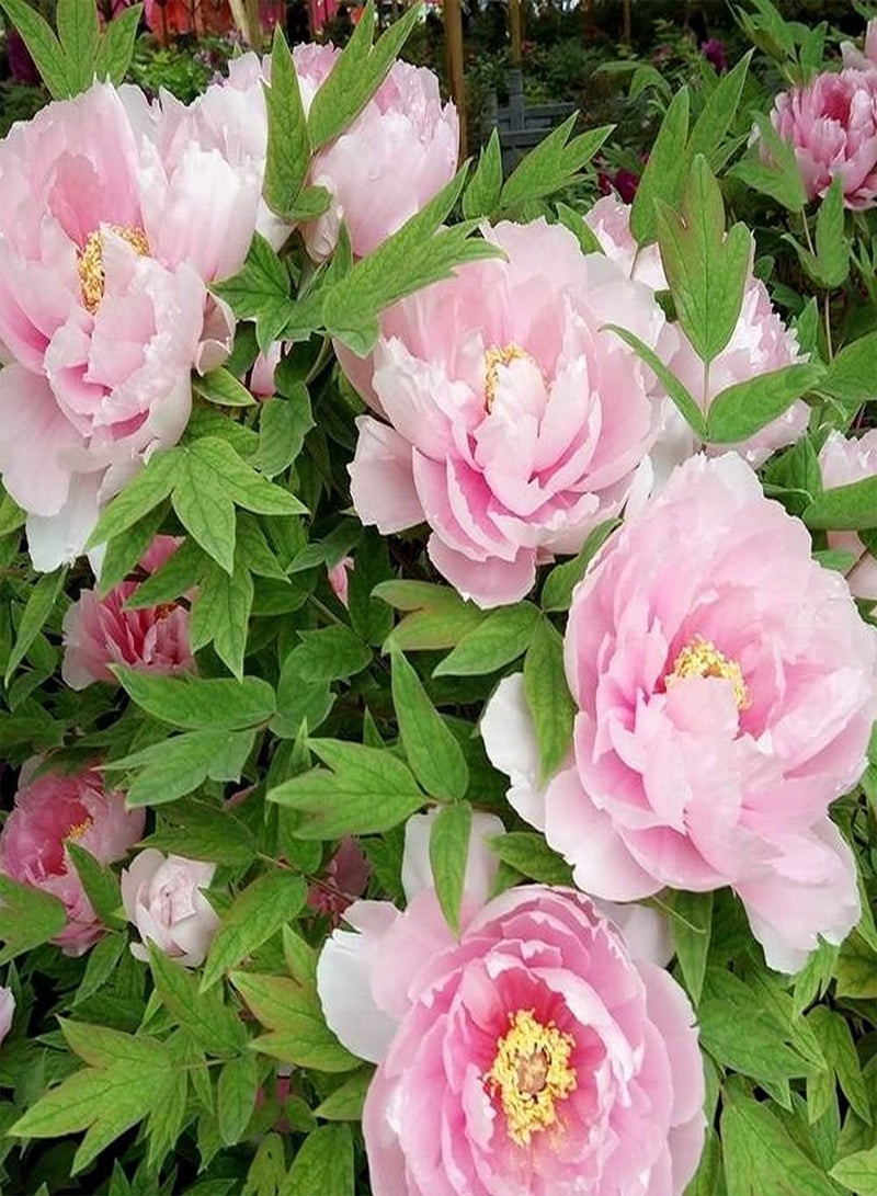 جي جوت بذور الفاوانيا الوردية 2 قطعة، درنات مزروعة في دفيئة طوال العام، سهلة الصيانة، تضيف لونًا إلى الحديقة وتخلق جوًا مختلفًا - Image 1