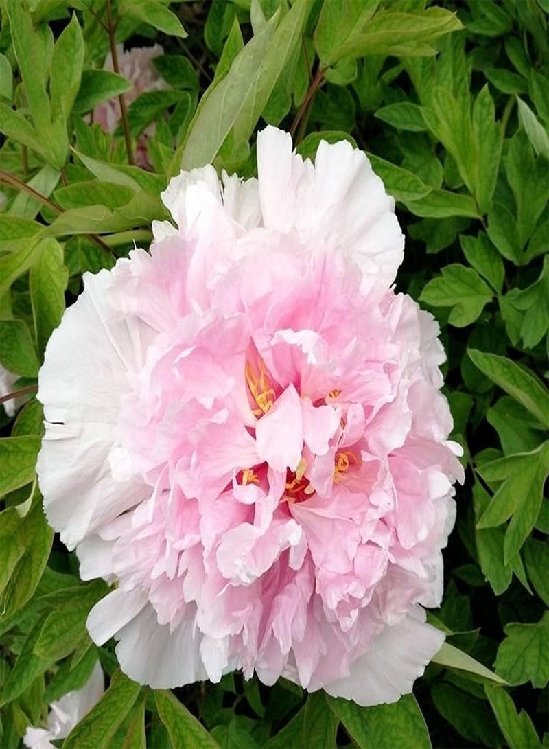 جي جوت بذور الفاوانيا الوردية 2 قطعة، درنات مزروعة في دفيئة طوال العام، سهلة الصيانة، تضيف لونًا إلى الحديقة وتخلق جوًا مختلفًا - Image 2