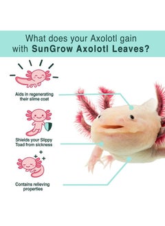 SunGrow SunGrow 10 Pack Axolotl Indian Almond Leaves for Aquarium, 8-Inches, Catappa Leaf Soothes Pet’s Slime Skin, Aquarium Water Conditioner Leaves Improves Tank Water Quality, Speeds Up Recovery Process  - Image 3