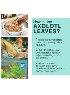 SunGrow SunGrow 10 Pack Axolotl Indian Almond Leaves for Aquarium, 8-Inches, Catappa Leaf Soothes Pet’s Slime Skin, Aquarium Water Conditioner Leaves Improves Tank Water Quality, Speeds Up Recovery Process  - Image 4