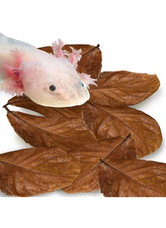 SunGrow SunGrow 10 Pack Axolotl Indian Almond Leaves for Aquarium, 8-Inches, Catappa Leaf Soothes Pet’s Slime Skin, Aquarium Water Conditioner Leaves Improves Tank Water Quality, Speeds Up Recovery Process  - Image 1