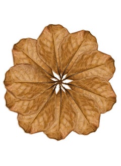 SunGrow SunGrow 10 Pack Axolotl Indian Almond Leaves for Aquarium, 8-Inches, Catappa Leaf Soothes Pet’s Slime Skin, Aquarium Water Conditioner Leaves Improves Tank Water Quality, Speeds Up Recovery Process  - Image 2