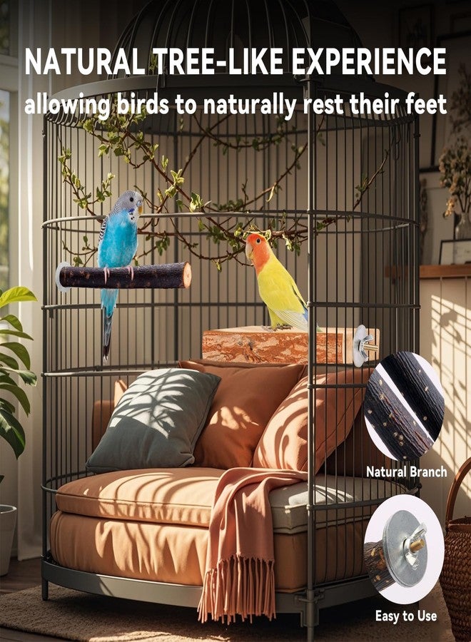 BBjinronjy Bird Toys Parakeet Perch Budgie Perch Wood Stand Fork Toys Multi-Branch Perch Platform Toy for Small Conures,Cockatiel,Parrotlet,Lovebird,Parrot,Finches - Image 5
