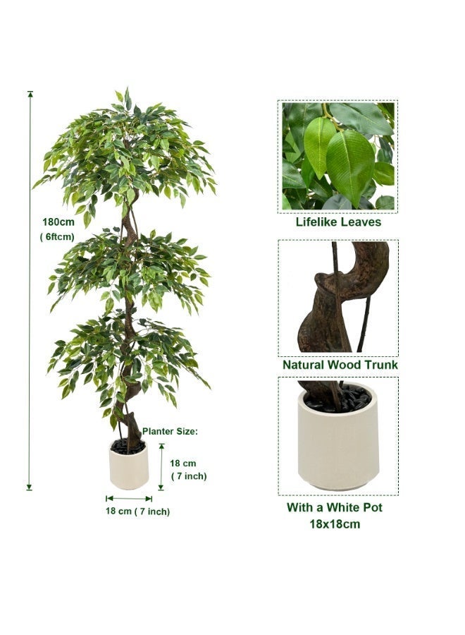 ميراج بوتانيكس 180 سم كبيرة Ficus الأشجار الاصطناعية في وعاء أبيض ، شجرة حرير مزيفة طويلة 6 أقدام مع الجذع المنحني الطبيعي ، شجرة Ficus الزائفة الخصبة للديكور المنزلي الداخلي ، غرفة المعيشة ، المكتب والفناء - Image 3