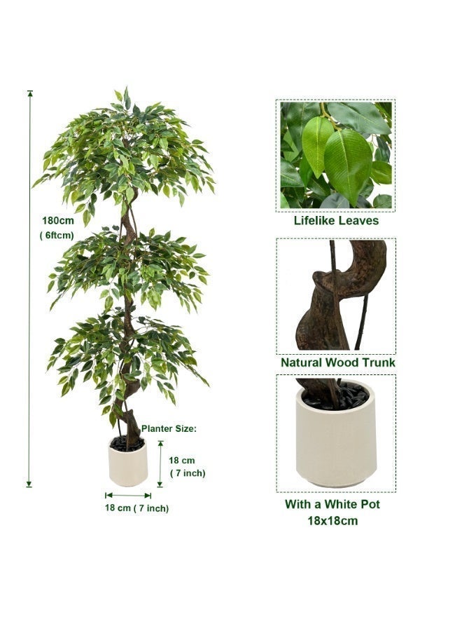 MirageBotanics 180cm Large Ficus Artificial Trees in White Pot, 6ft Tall Fake Silk Tree with Natural Curved Trunk, Lush Faux Ficus Tree for Indoor Home Decor, Living Room, Office & Patio - Image 3