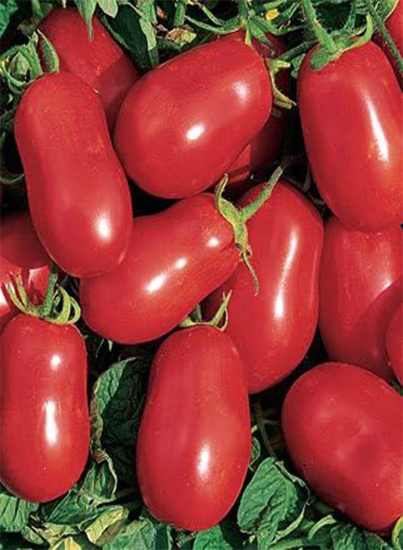 GGOOT Tomato Roma VF - 40 Vegetable Seeds (Excellent Plum Variety) - Image 2