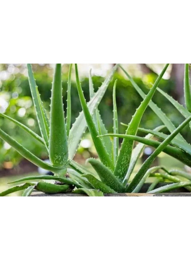 Generic 3 Pic Pack Pure Aloe Vera Plant for Face, Skin & Hair - | For Glowing Skin  - Image 1