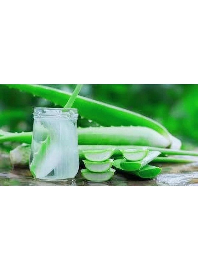Generic 3 Pic Pack Pure Aloe Vera Plant for Face, Skin & Hair - | For Glowing Skin  - Image 3