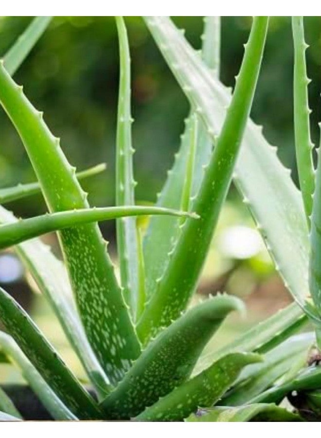Generic 3 Pic Pack Pure Aloe Vera Plant for Face, Skin & Hair - | For Glowing Skin  - Image 2