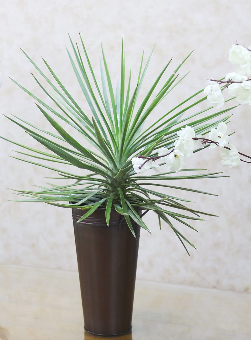 Hosley Elevate Your Decor with a Set of 3 Antique Bronze Galvanized Floral Vases French Buckets 9 Inches High with Handles Vintage-Inspired Rustic Elegance for Home  Events  and Weddings - Image 4